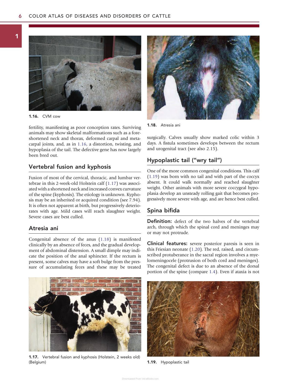 Preview page of Color Atlas Diseases Disorders Cattle 3rd Edition