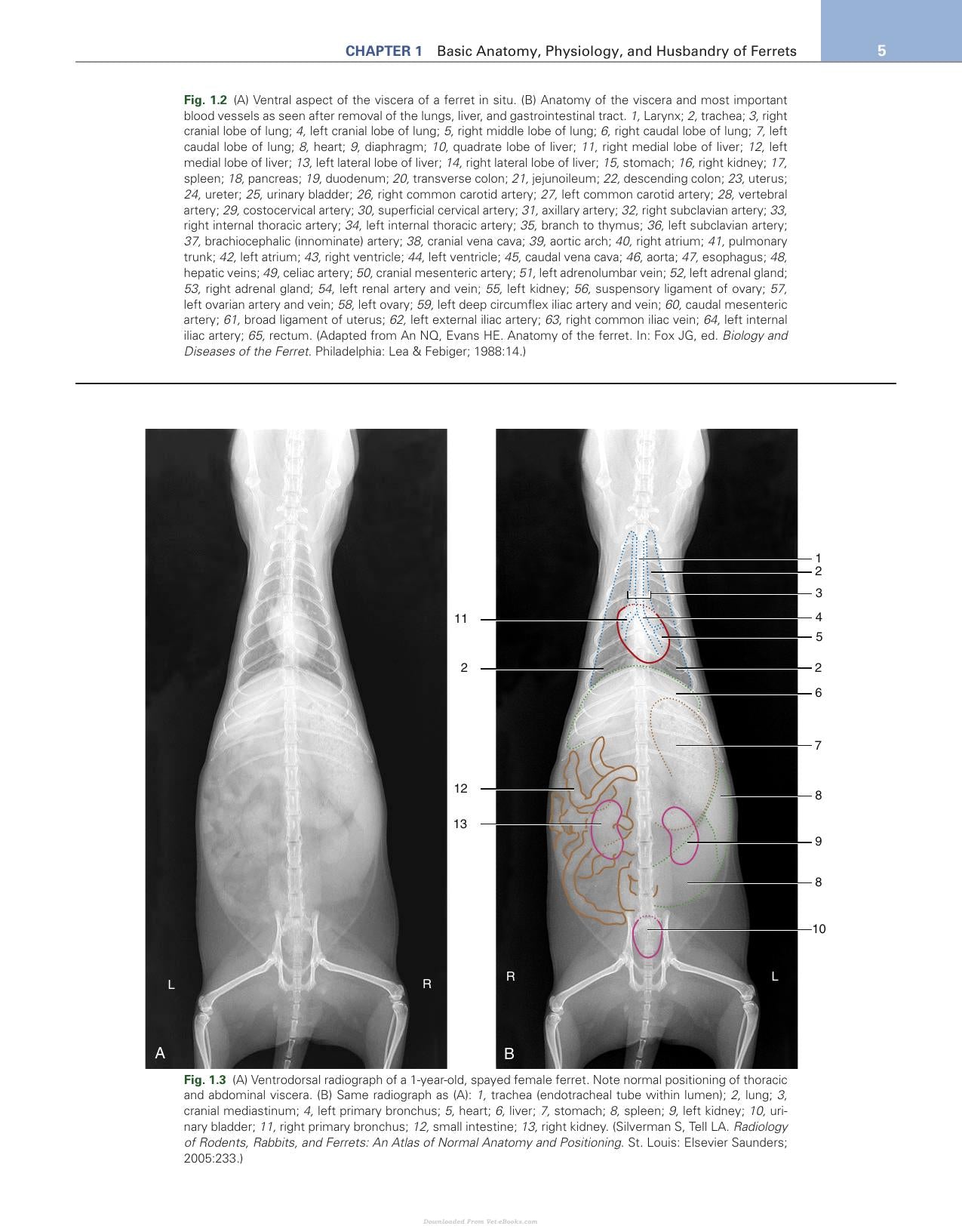 Ferrets Rabbits And Rodents Clinical Medicine And Surgery 4Th Edition