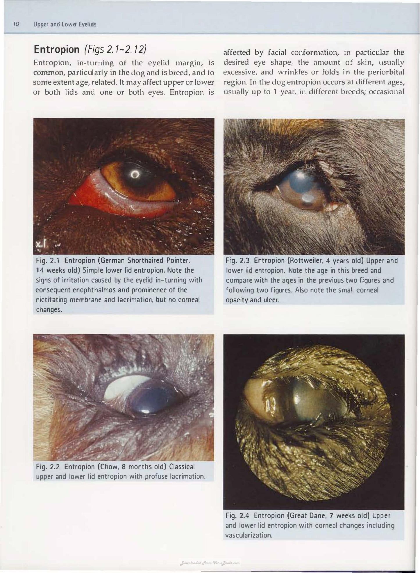 Diagnostic Atlas Of Veterinary Ophthalmology