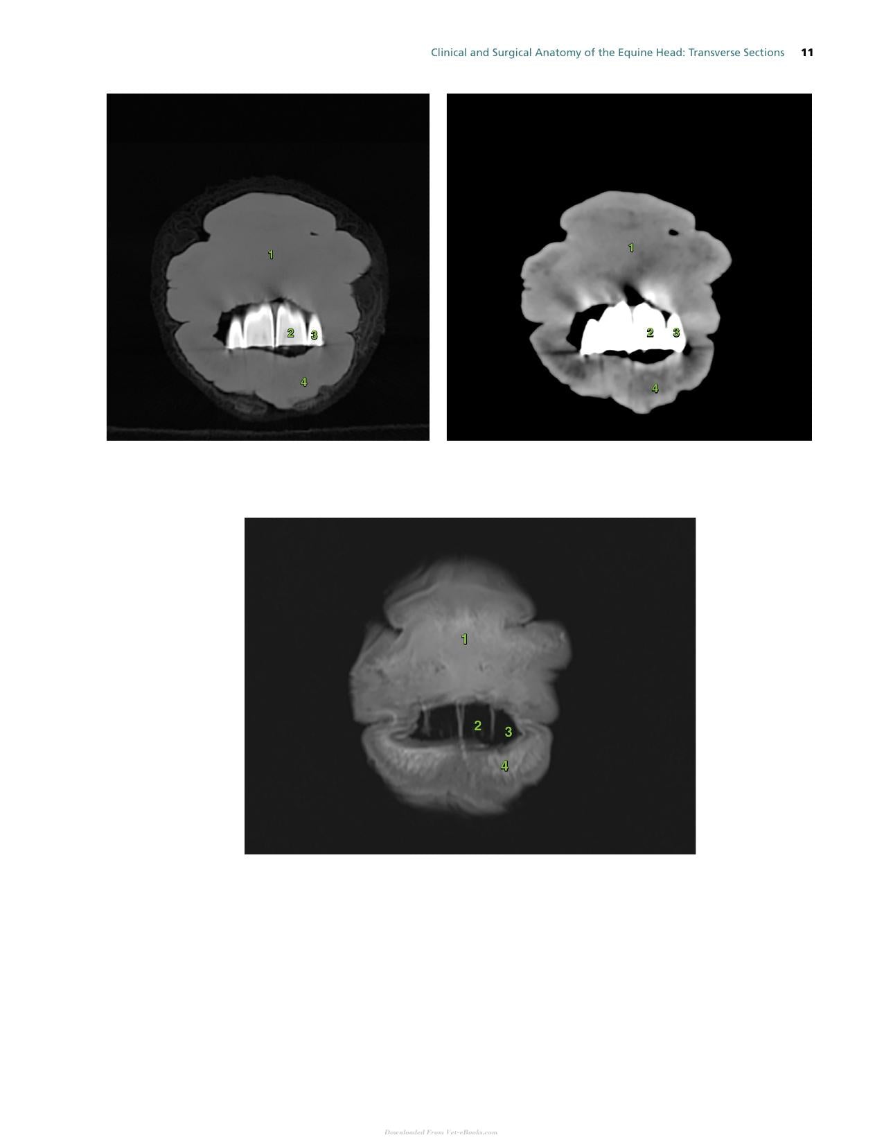 Atlas Of Clinical Imaging And Anatomy Of The Equine Head
