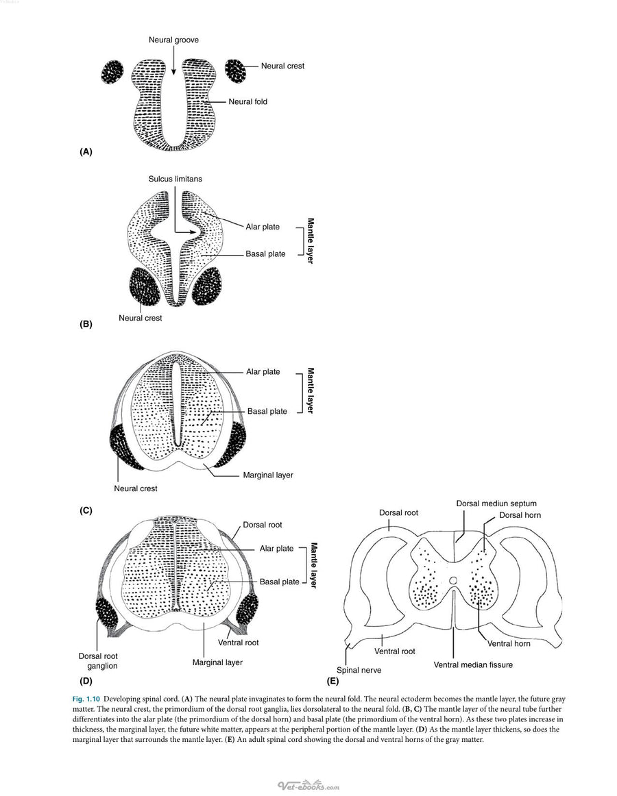 Preview page of Fundamentals of Canine Neuroanatomy and Neurophysiology