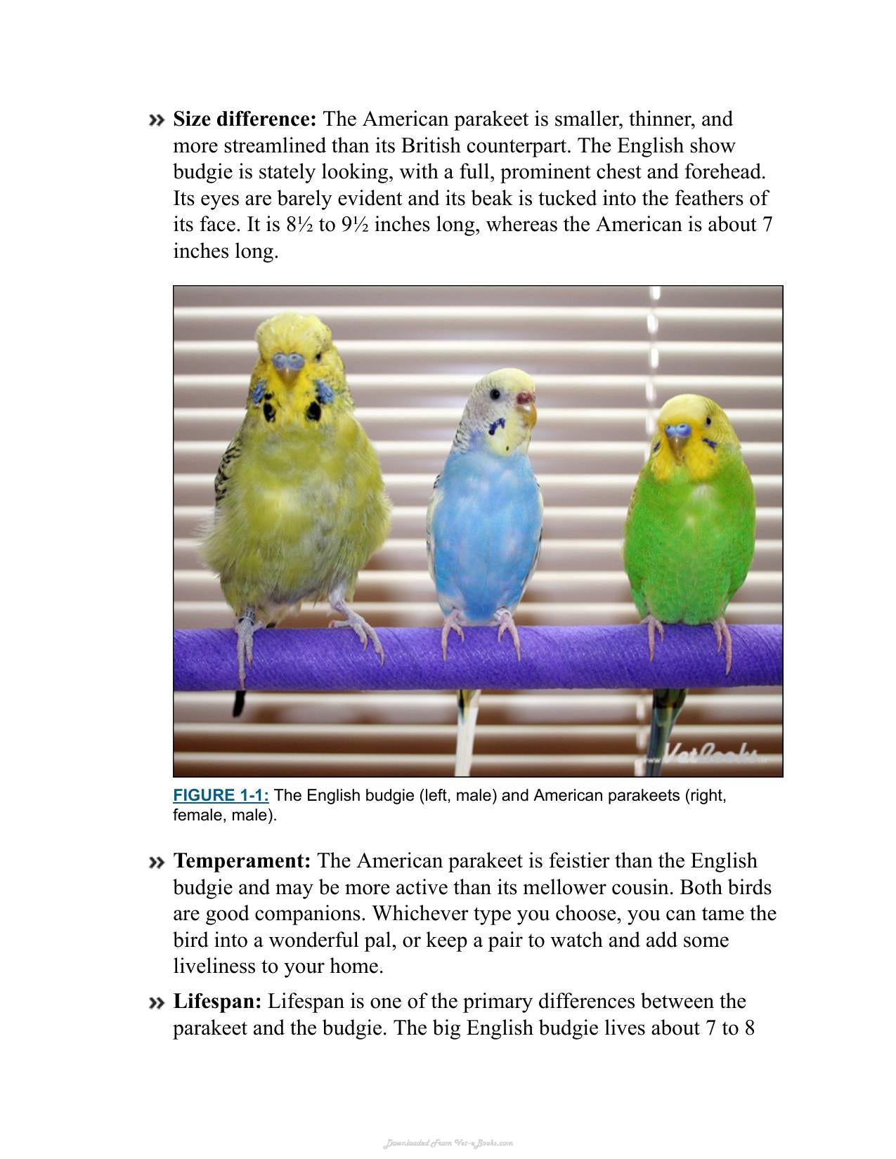 Parakeets For Dummies 2Nd Edition