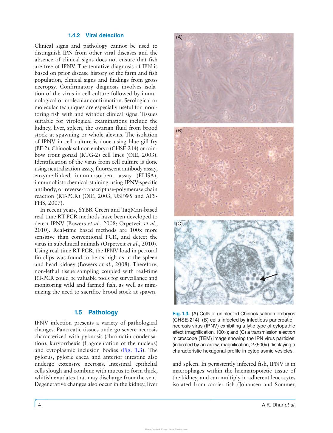 Fish Viruses And Bacteria Pathobiology And Protection