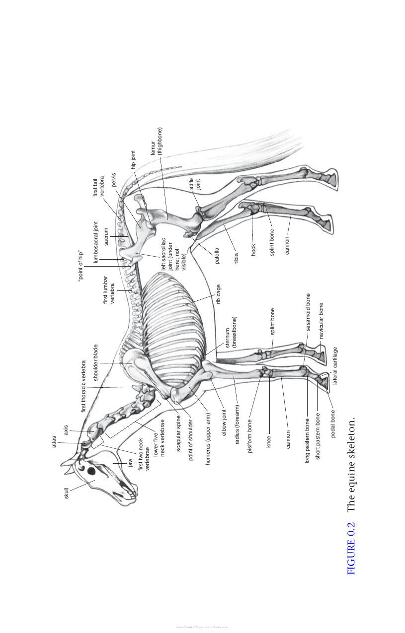The Horse In The Ancient World From Bucephalus To The Hippodrome