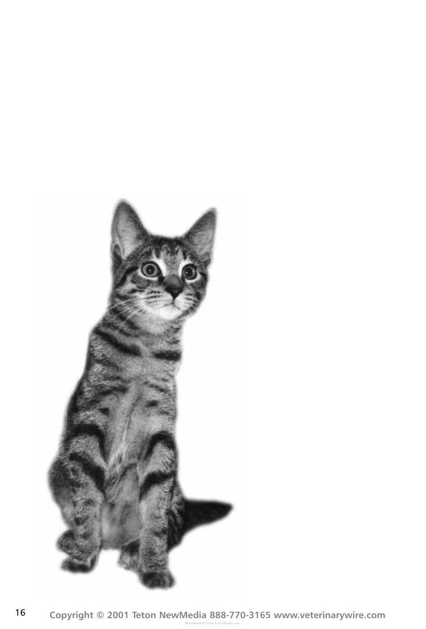 Thoracic Radiology For The Small Animal Practitioner