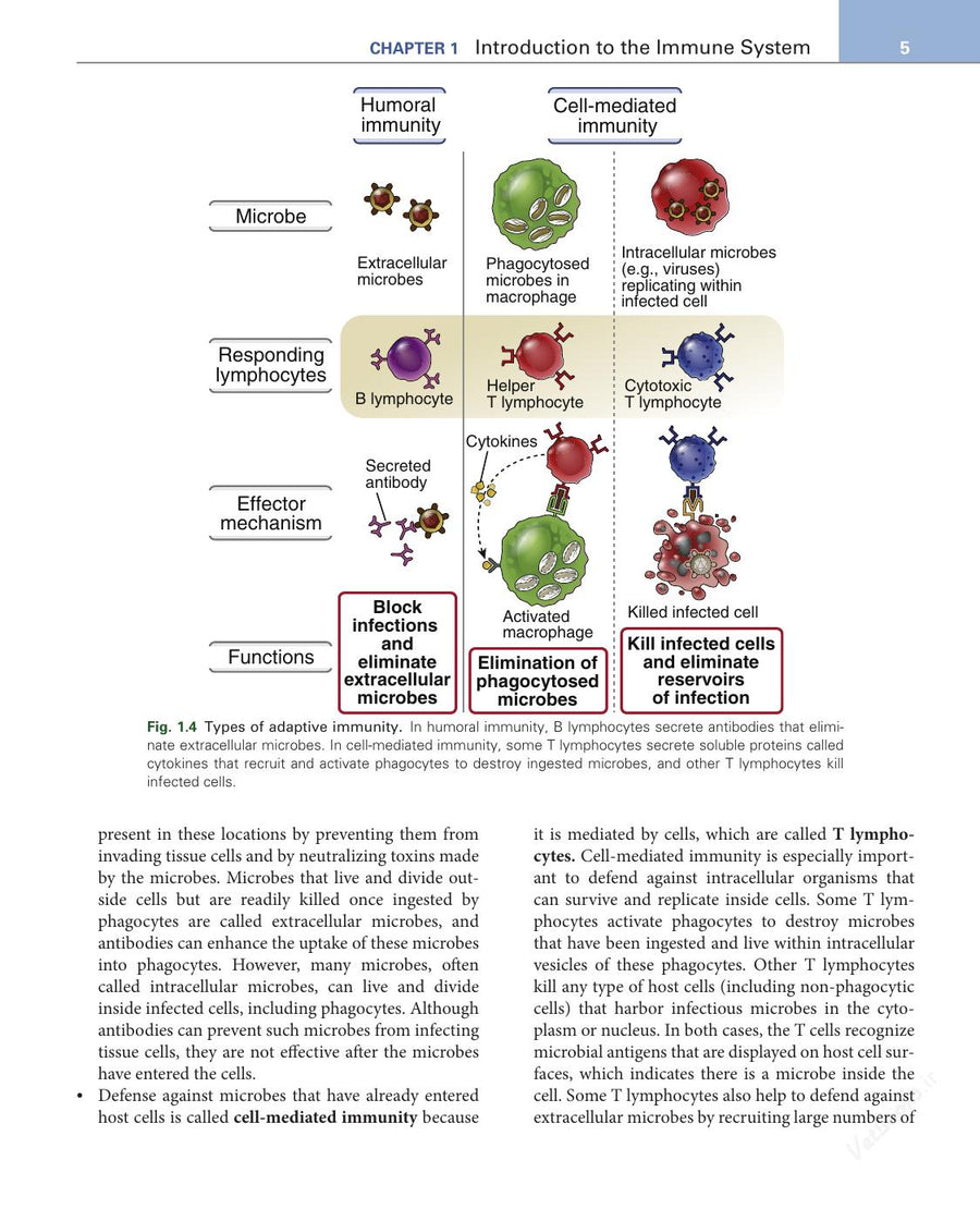Preview page of Basic Immunology: Functions and Disorders of the Immune System 6th Edition
