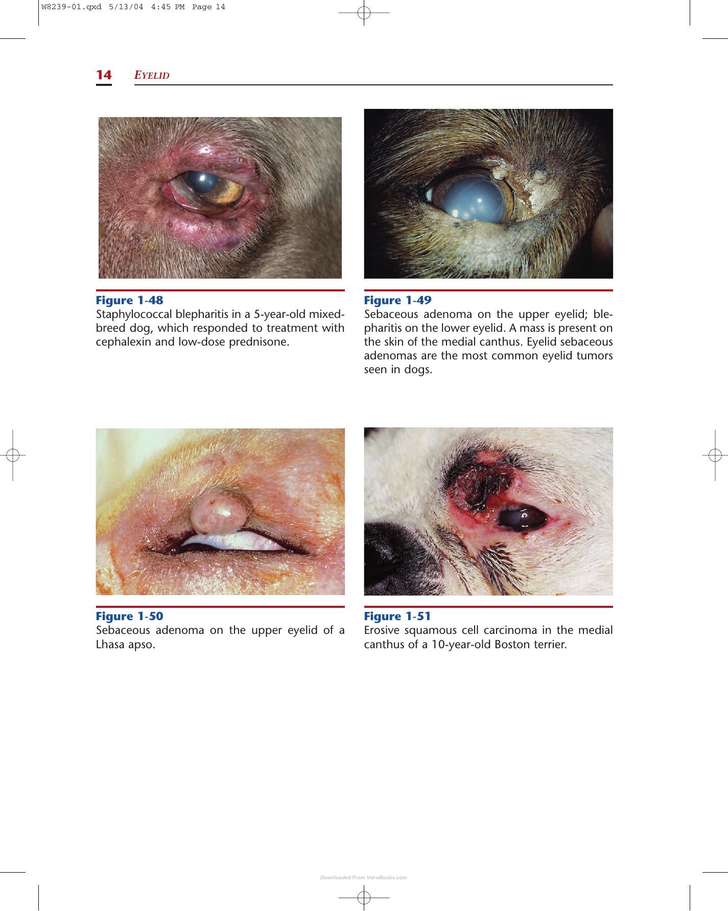 Color Atlas Of Canine And Feline Ophthalmology