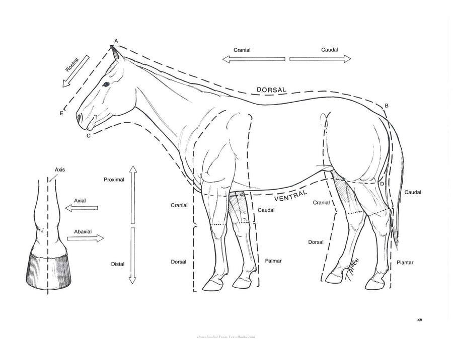 Preview page of Spurgeon's Color Atlas of Large Animal Anatomy: The Essentials