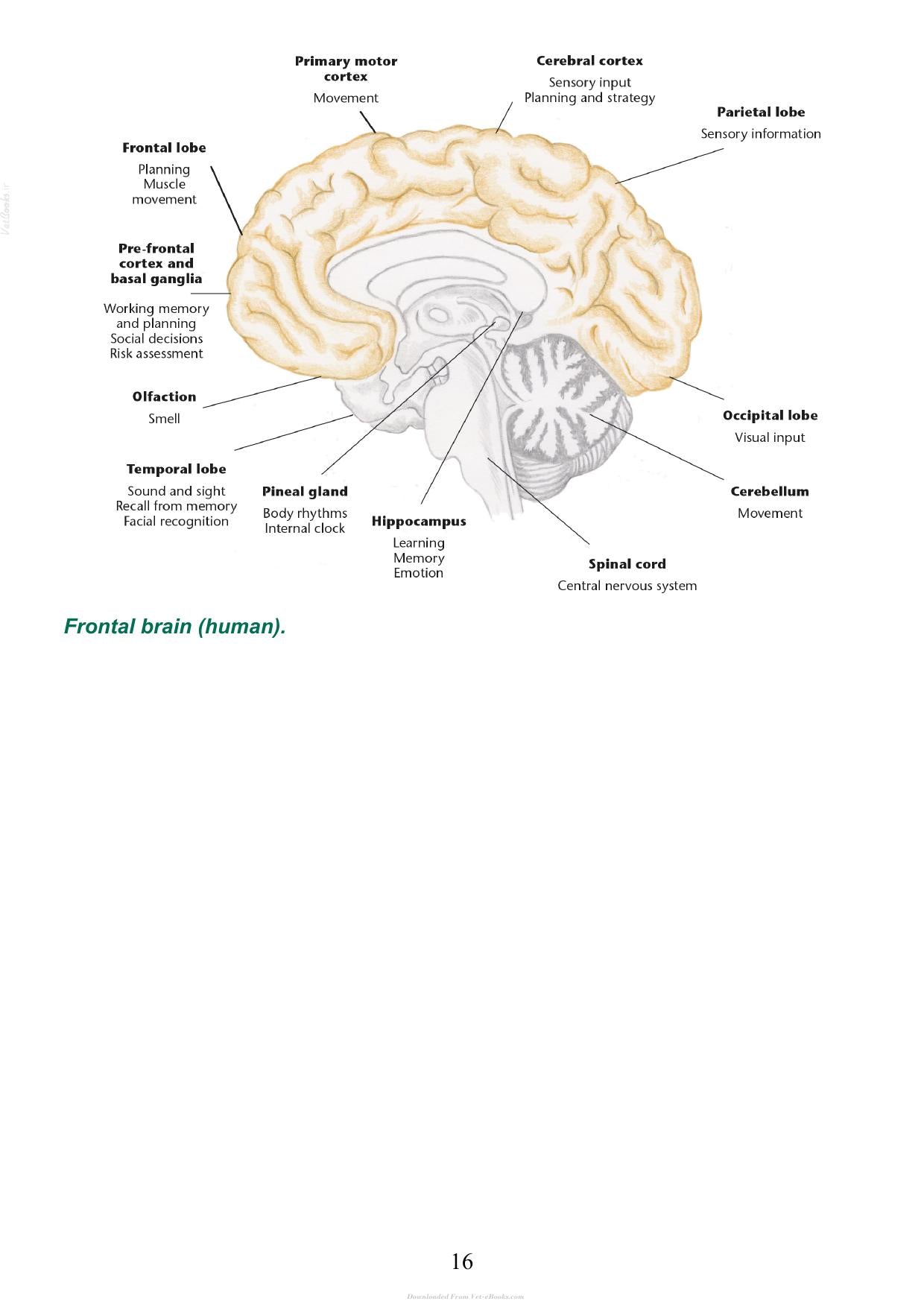 The Psychology Of Horsemanship Understanding The Horse And You