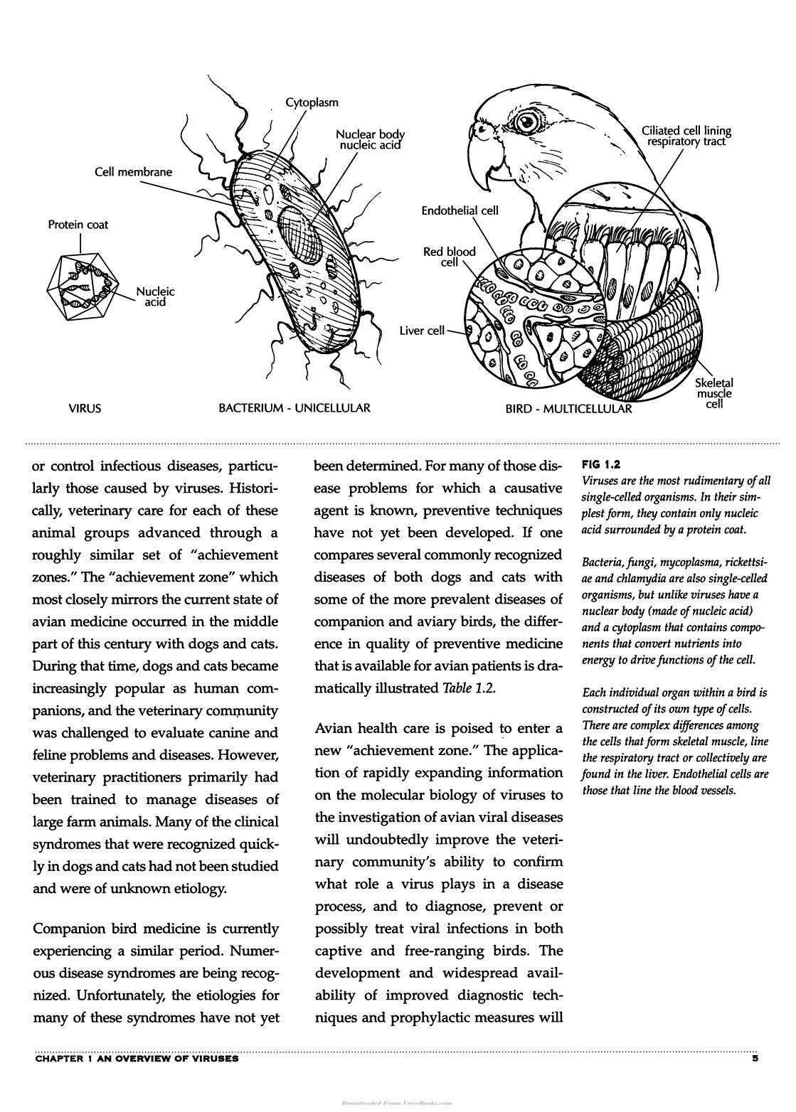 Avian Viruses Function And Control