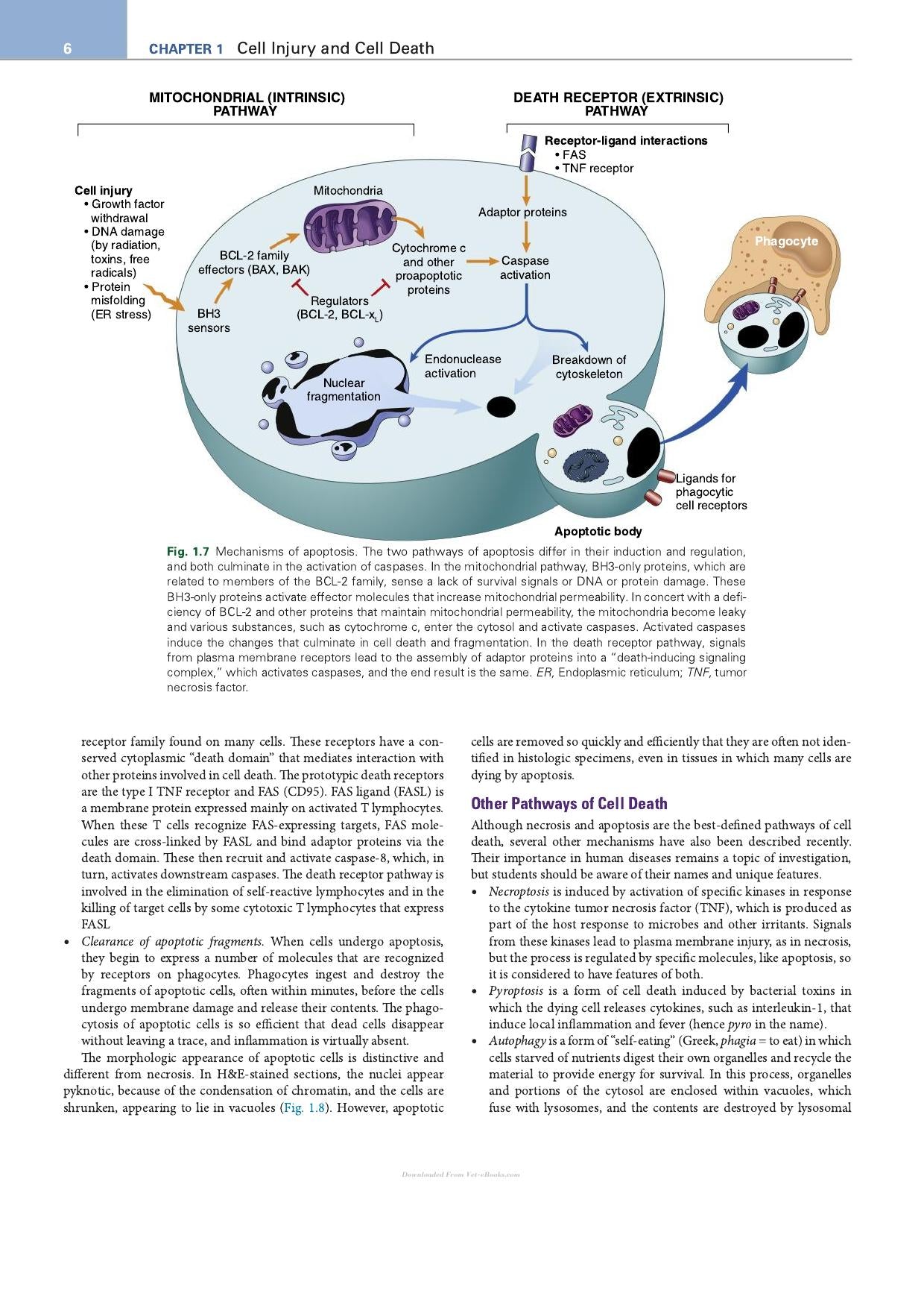 Robbins Essential Pathology
