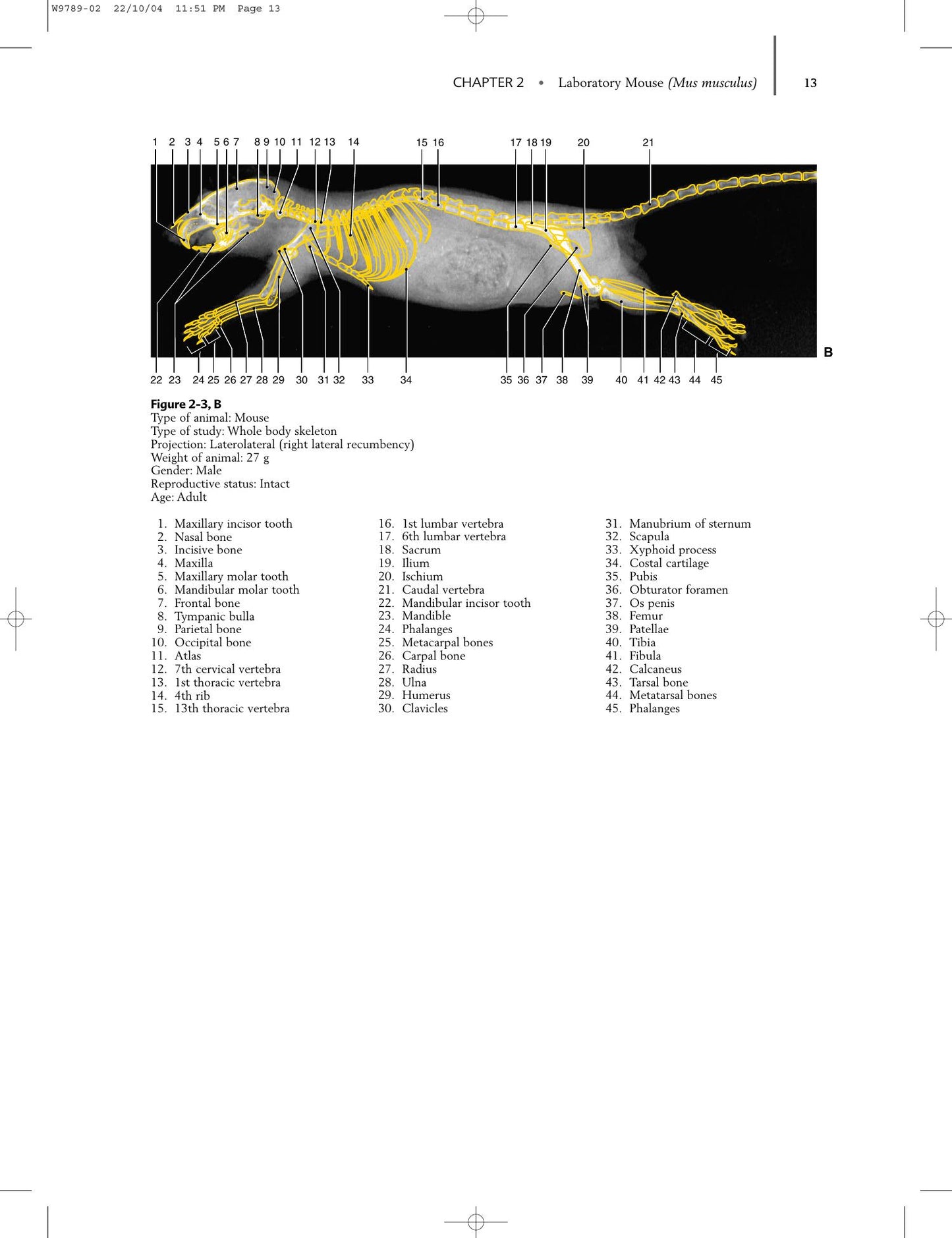 Radiology Of Rodents Rabbits And Ferrets An Atlas Of Normal Anatomy And Positioning