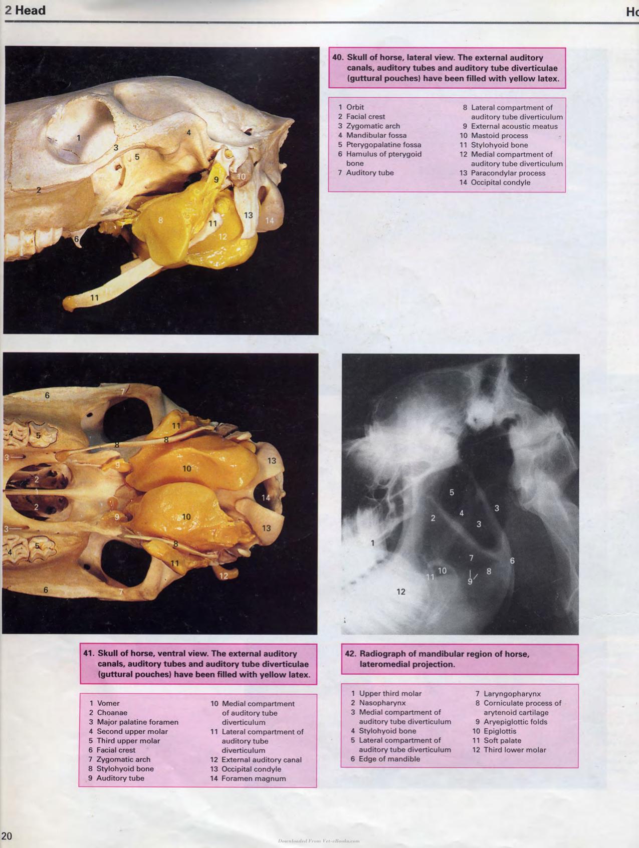 Color Atlas Of Large Animal Applied Anatomy 1St Edition