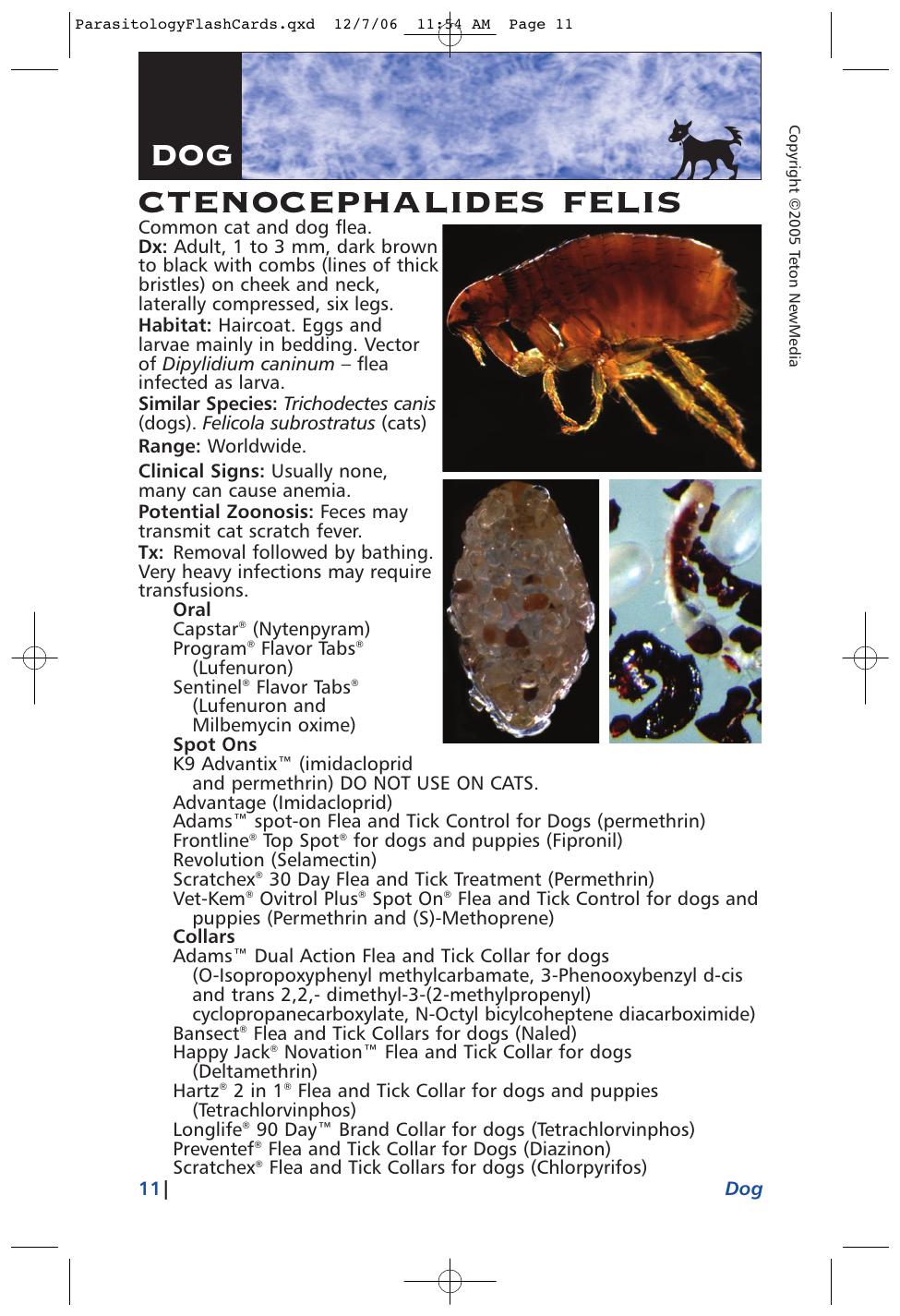 Parasitology Diagnosis And Treatment Of Common Parasitisms In Dogs And Cats