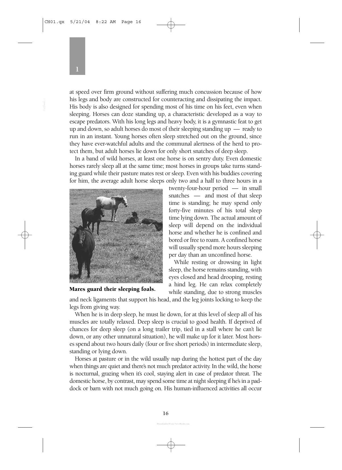 Care And Management Of Horses A Practical Guide For The Horse Owner