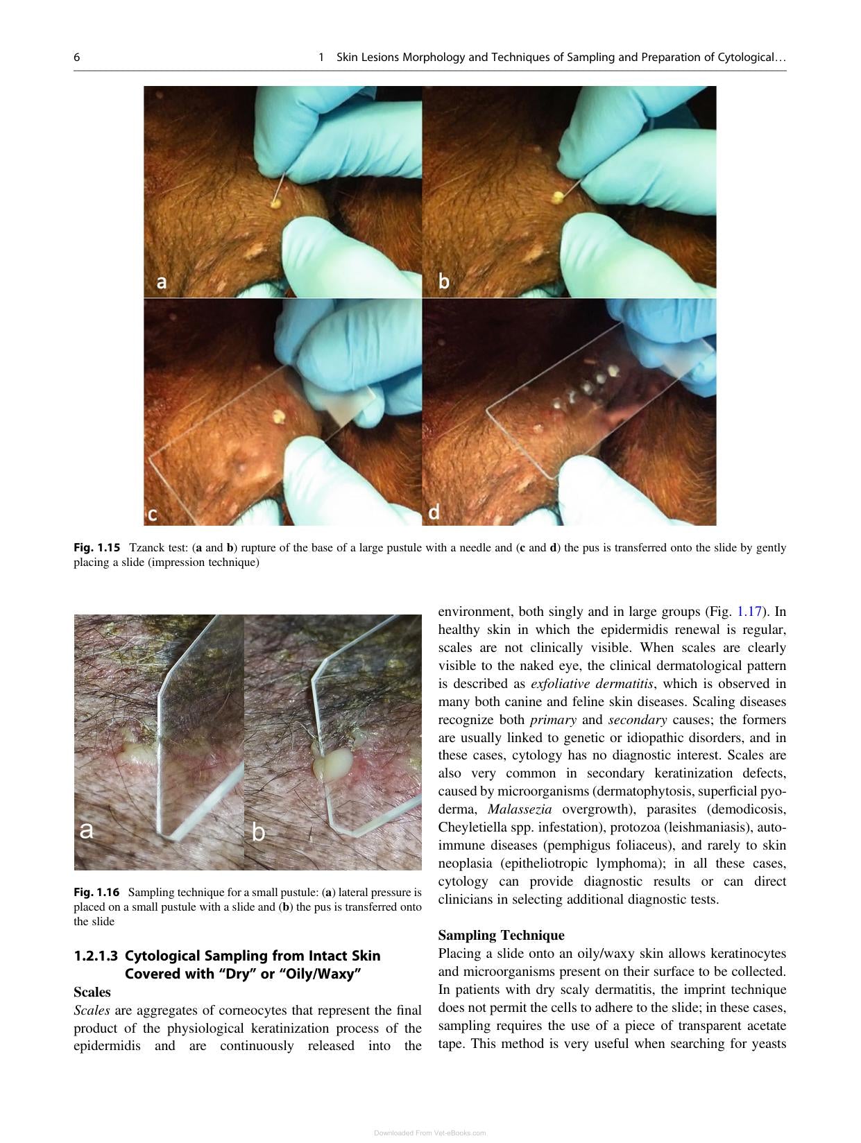 Canine And Feline Skin Cytology 2Nd Edition