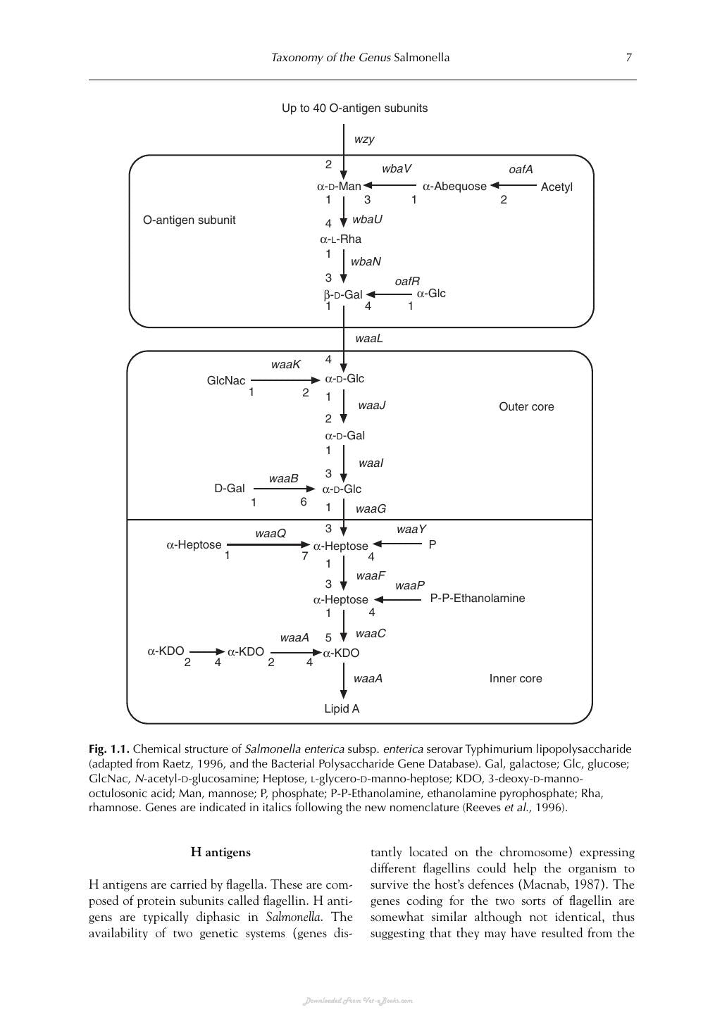 Salmonella In Domestic Animals