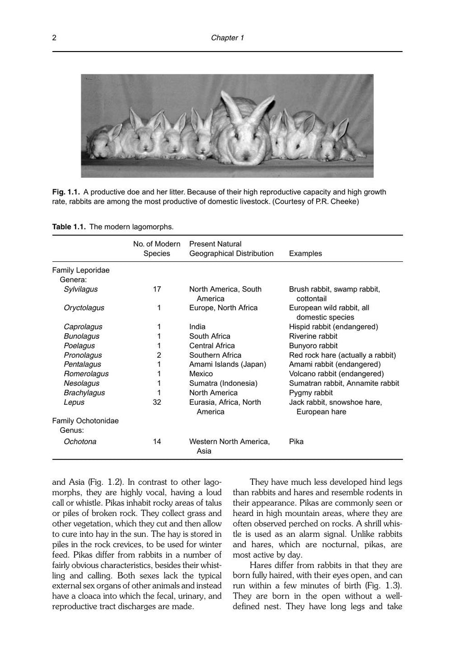 Preview page of Steven's Rabbit and Production, 10th Edition
