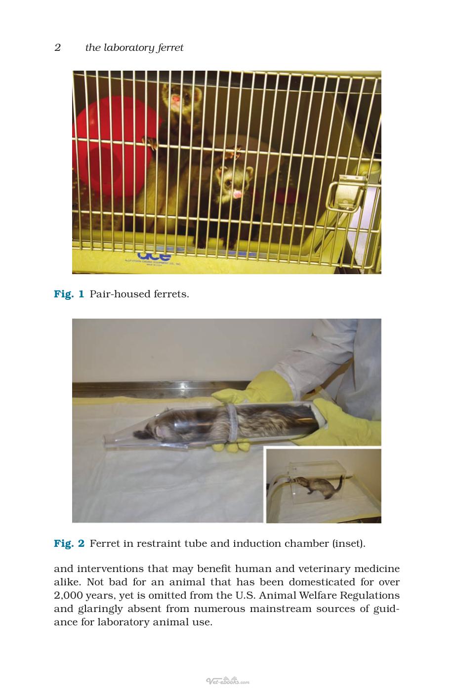 The Laboratory Ferret