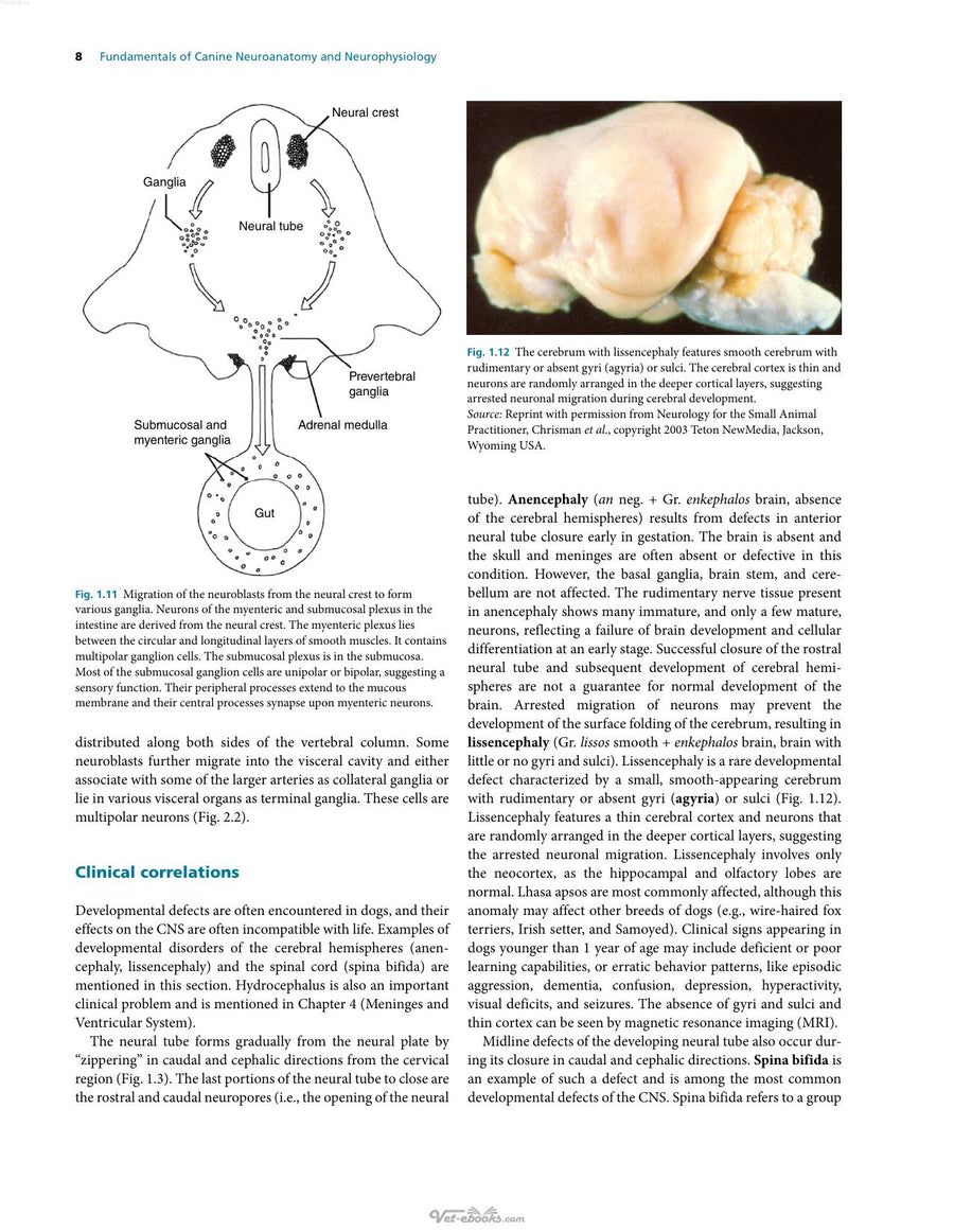 Preview page of Fundamentals of Canine Neuroanatomy and Neurophysiology