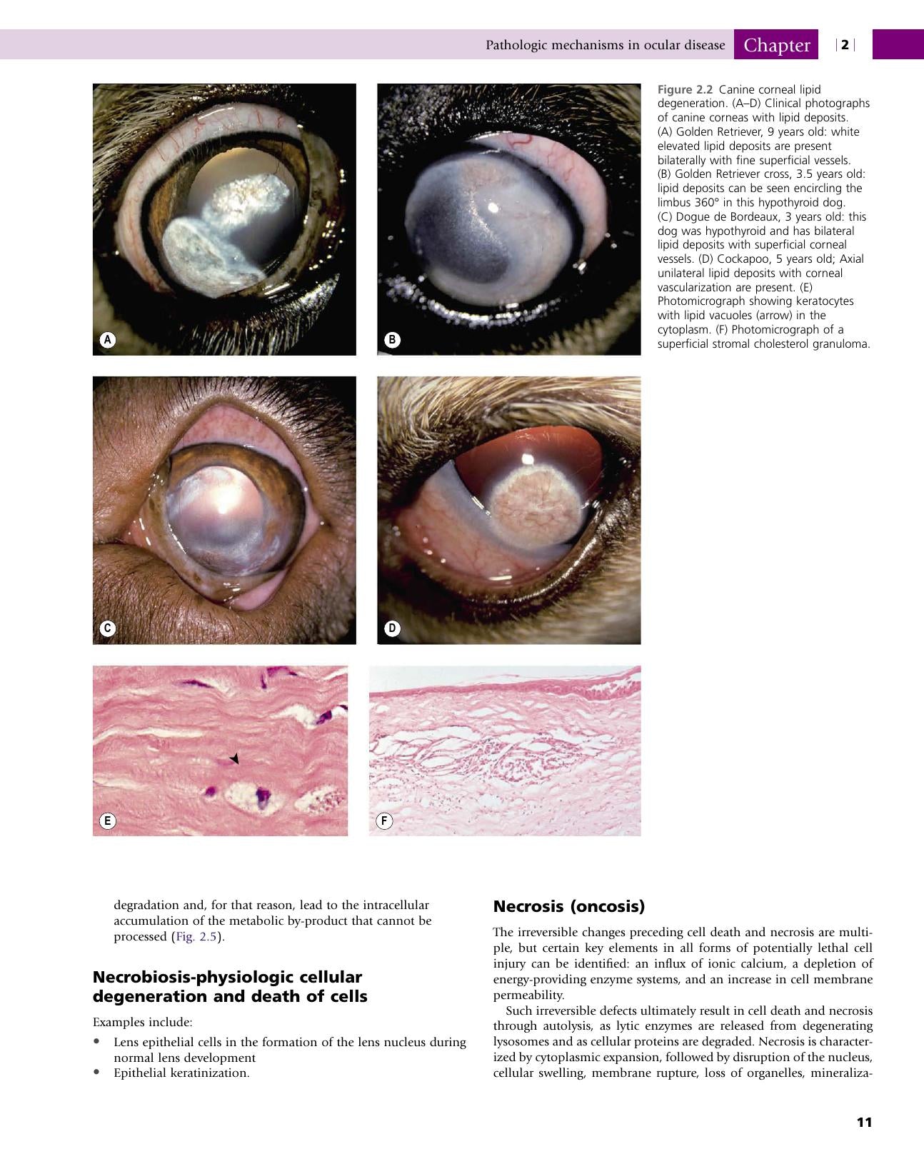 Veterinary Ocular Pathology A Comparative Review