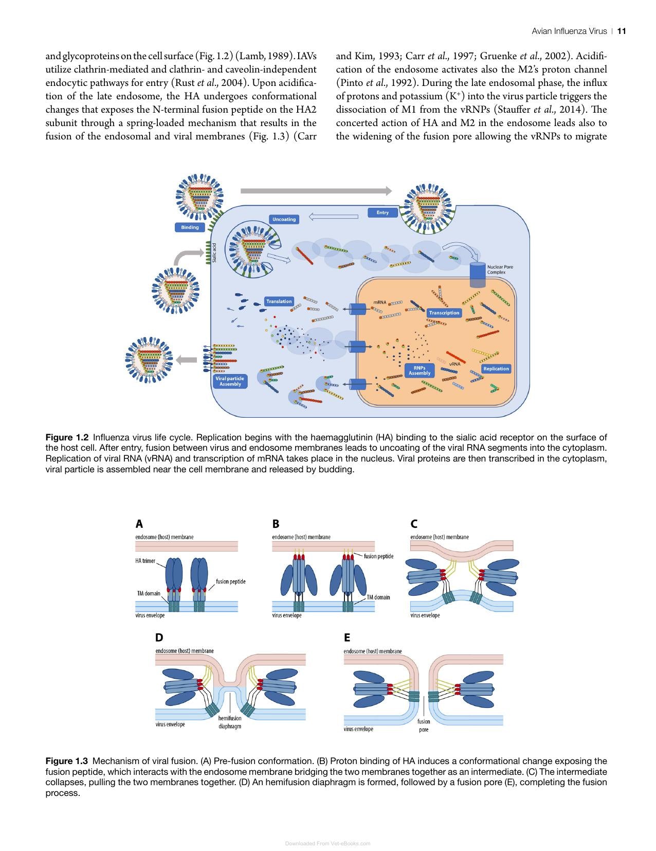 Avian Virology Current Research And Future Trends