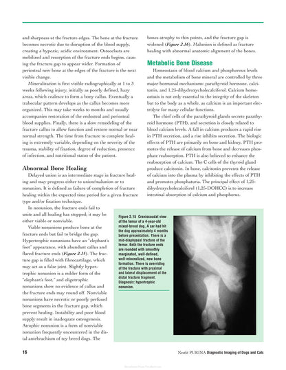 Diagnostic Imaging of Dogs and Cats