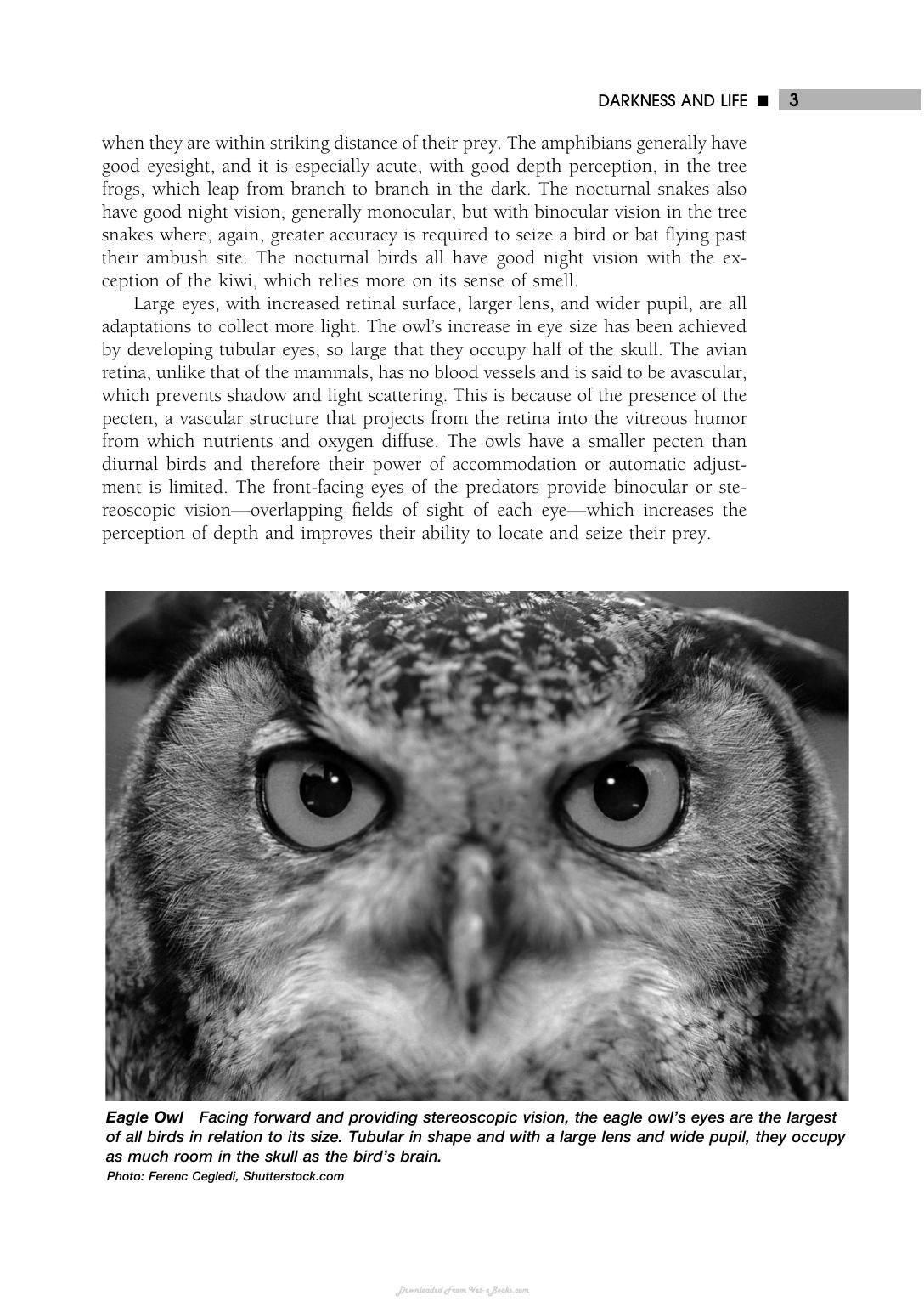 Nocturnal Animals Greenwood Guides To The Animal World