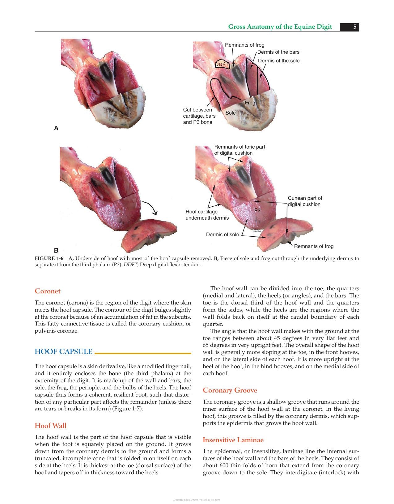 Equine Podiatry