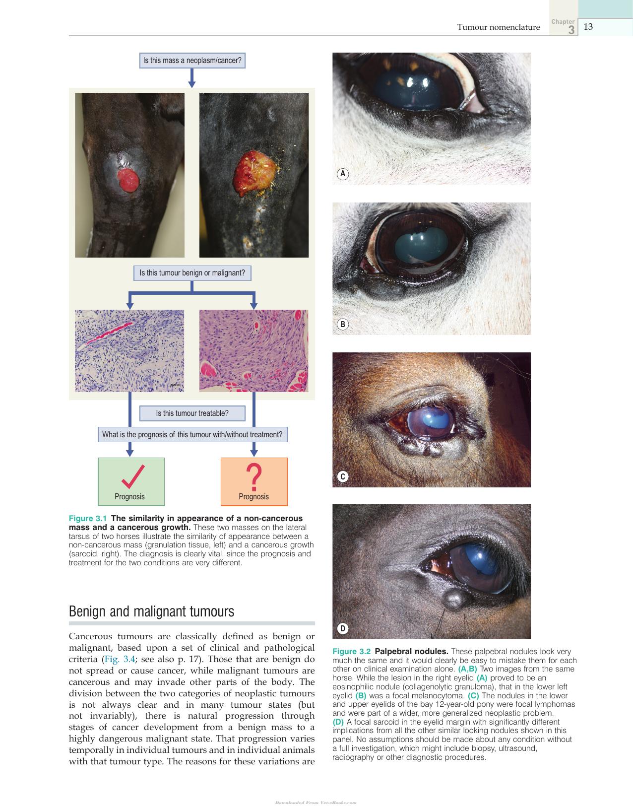 Clinical Equine Oncology