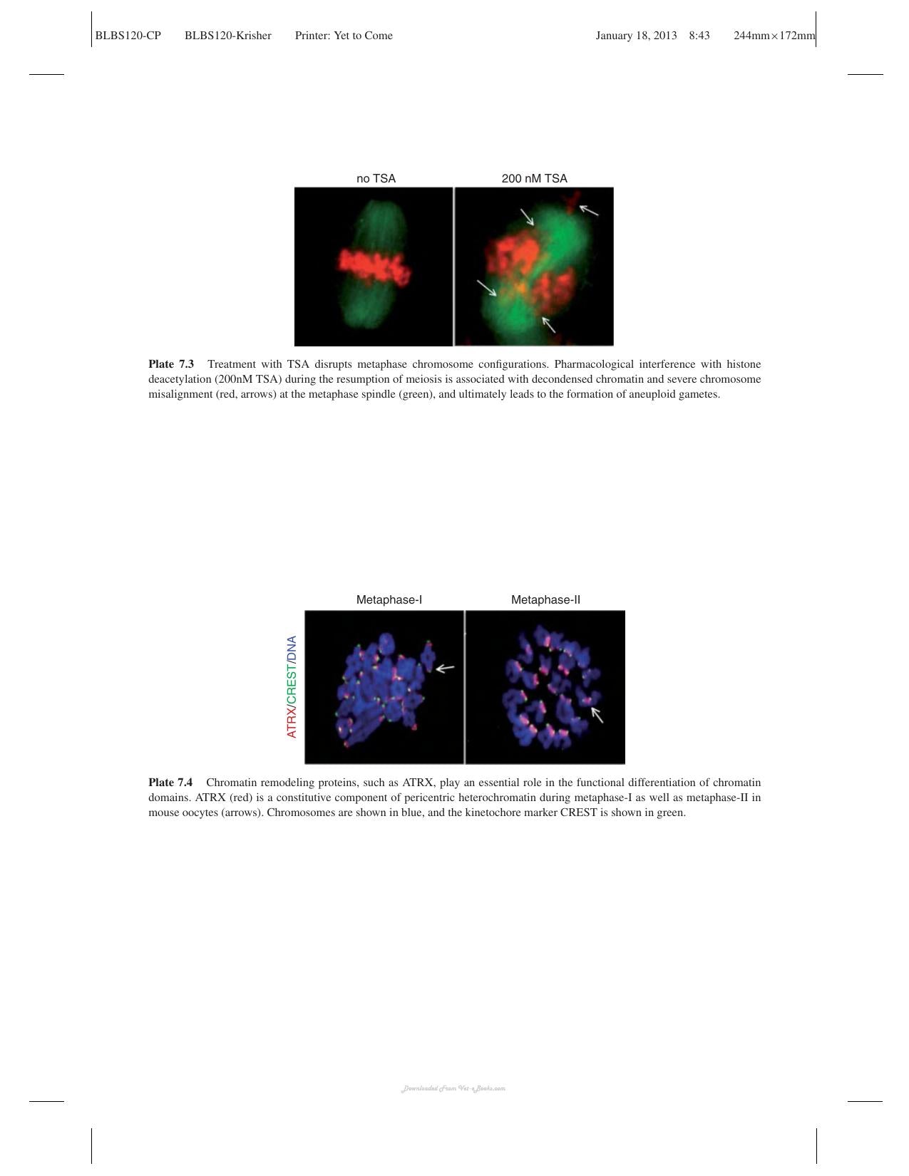 Oocyte Physiology And Development In Domestic Animals