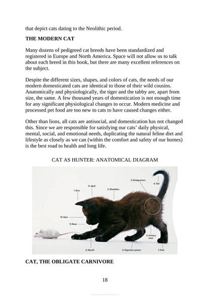 The Complete Guide to Holistic Cat Care an Illustrated Handbook