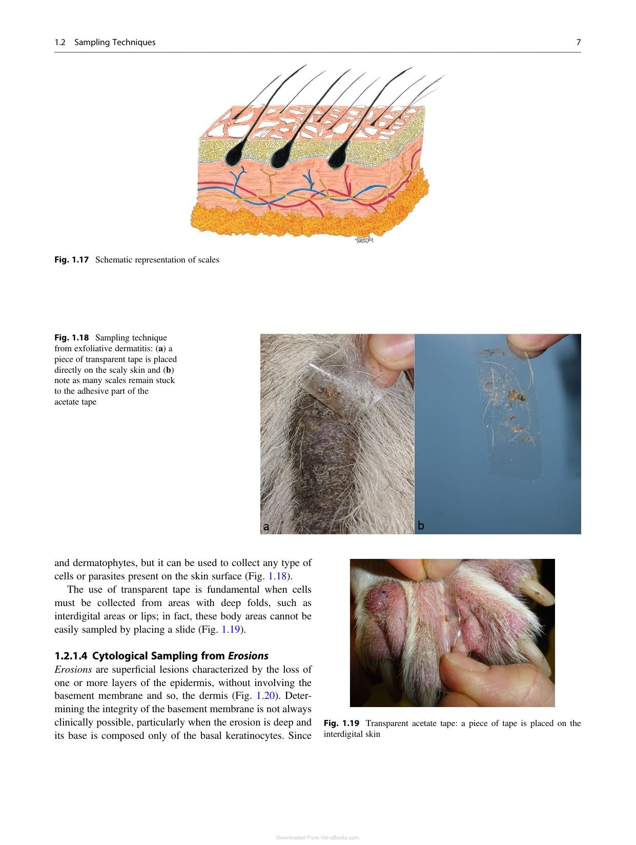 Canine And Feline Skin Cytology 2Nd Edition