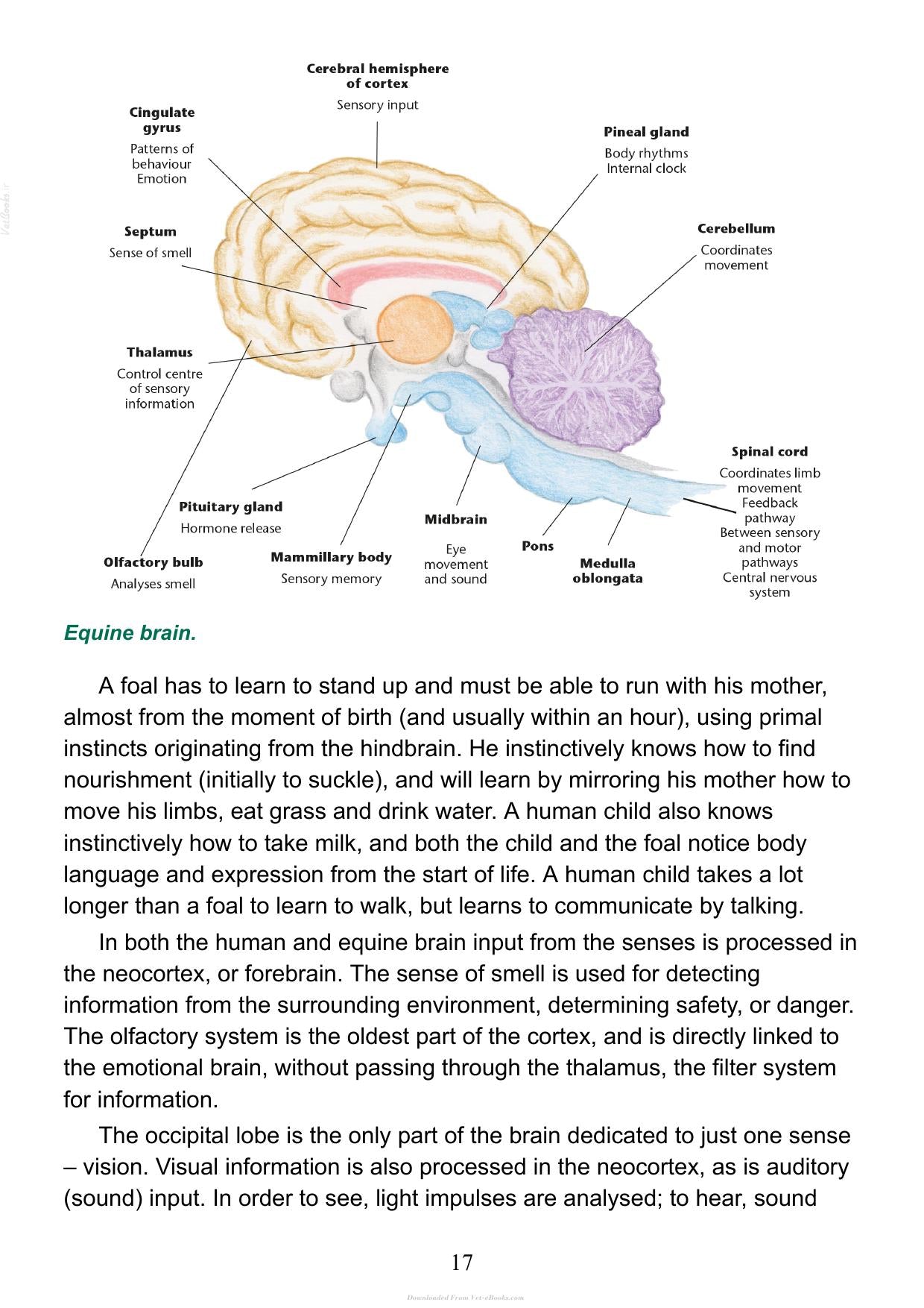 The Psychology Of Horsemanship Understanding The Horse And You