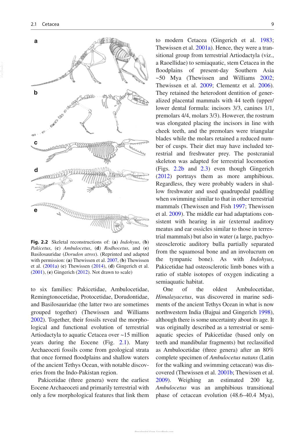 Marine Mammals Adaptations For An Aquatic Life