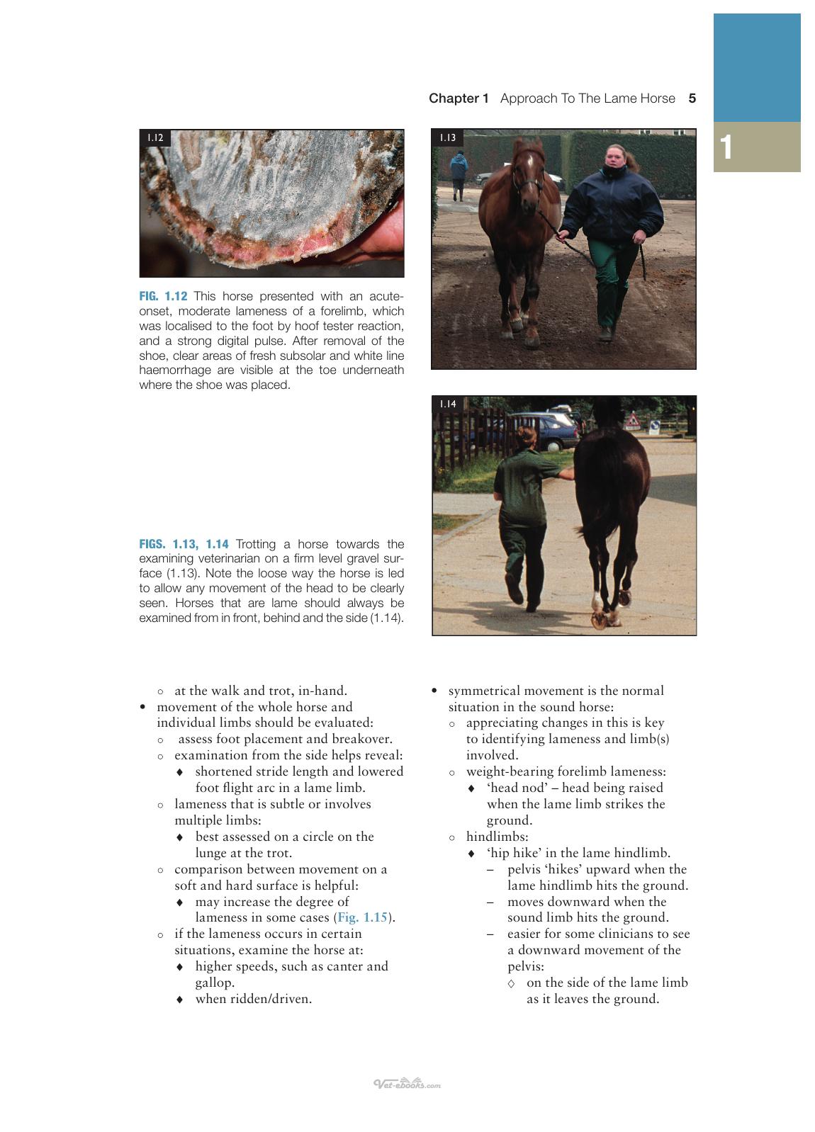 Concise Textbook Of Equine Clinical Practice Book 1 Lameness