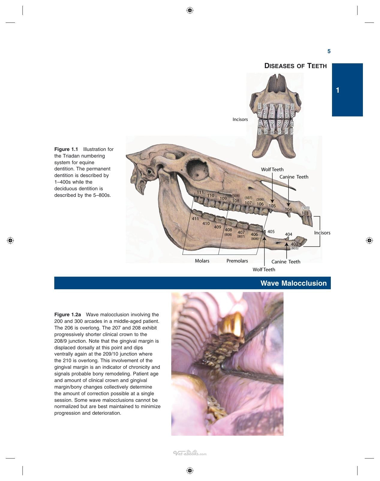 Illustrated Guide To Equine Diseases