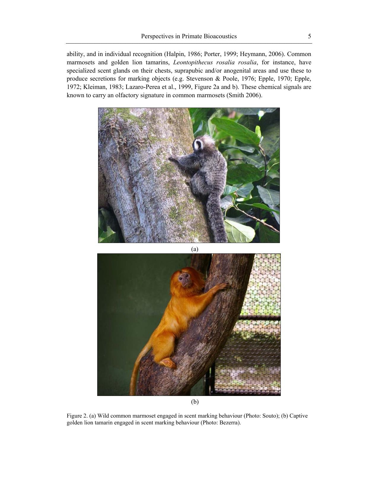 Primatology Theories Methods And Research