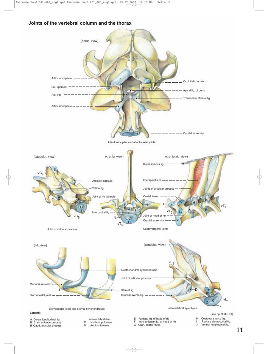 Preview page of Anatomy of the Dog (Budras)