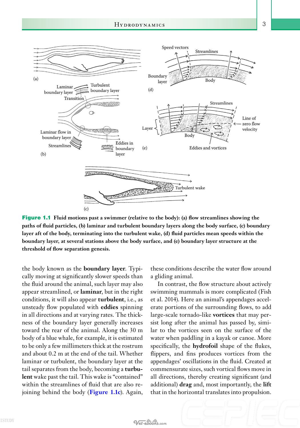 Physiology Of Marine Mammals Adaptations To The Ocean
