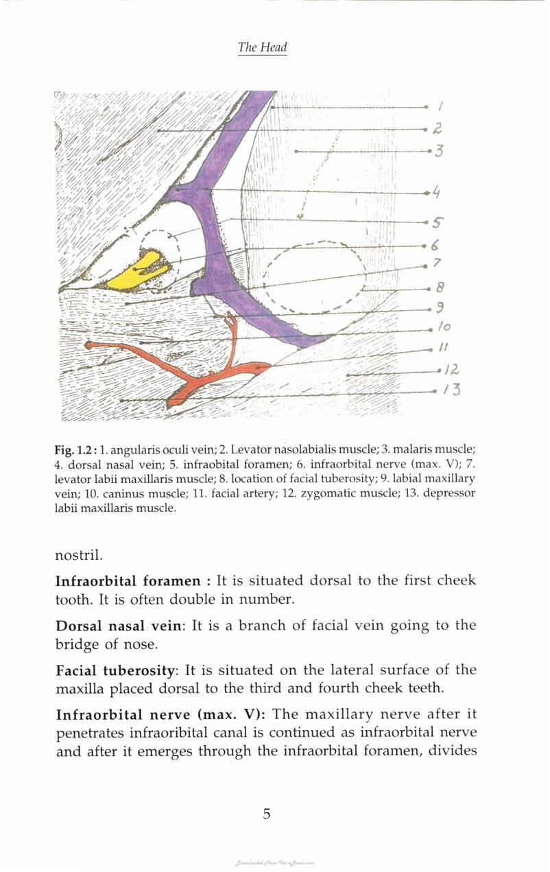 Regional And Surgical Anatomy Of Bovines