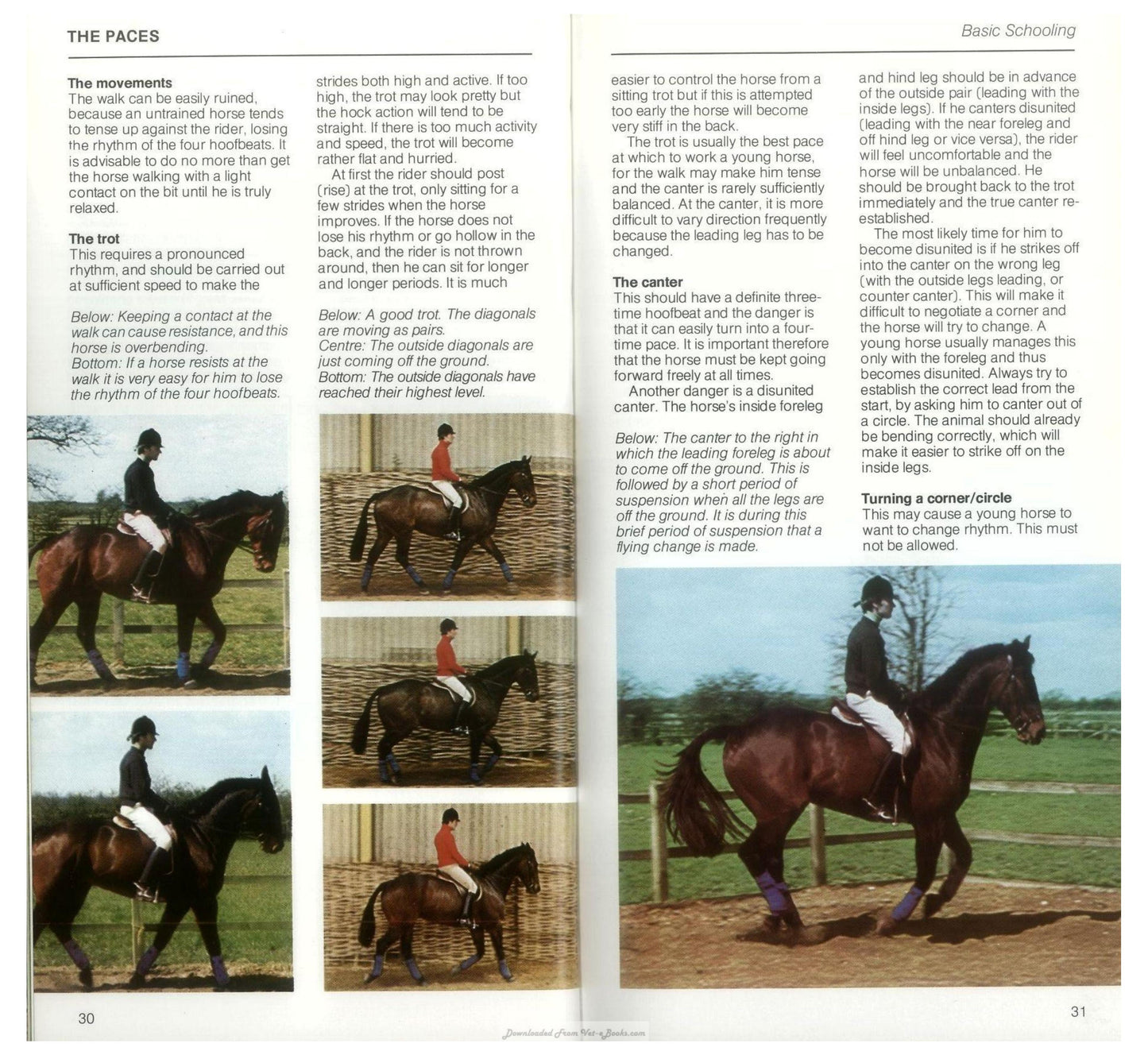 Young Riders Guide To Horse And Pony Care