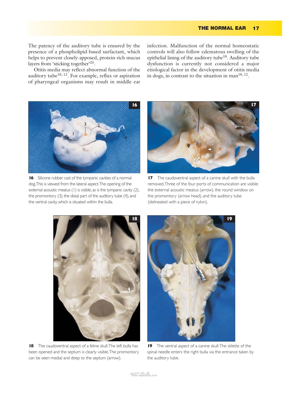 Ear Diseases Of The Dog And Cat