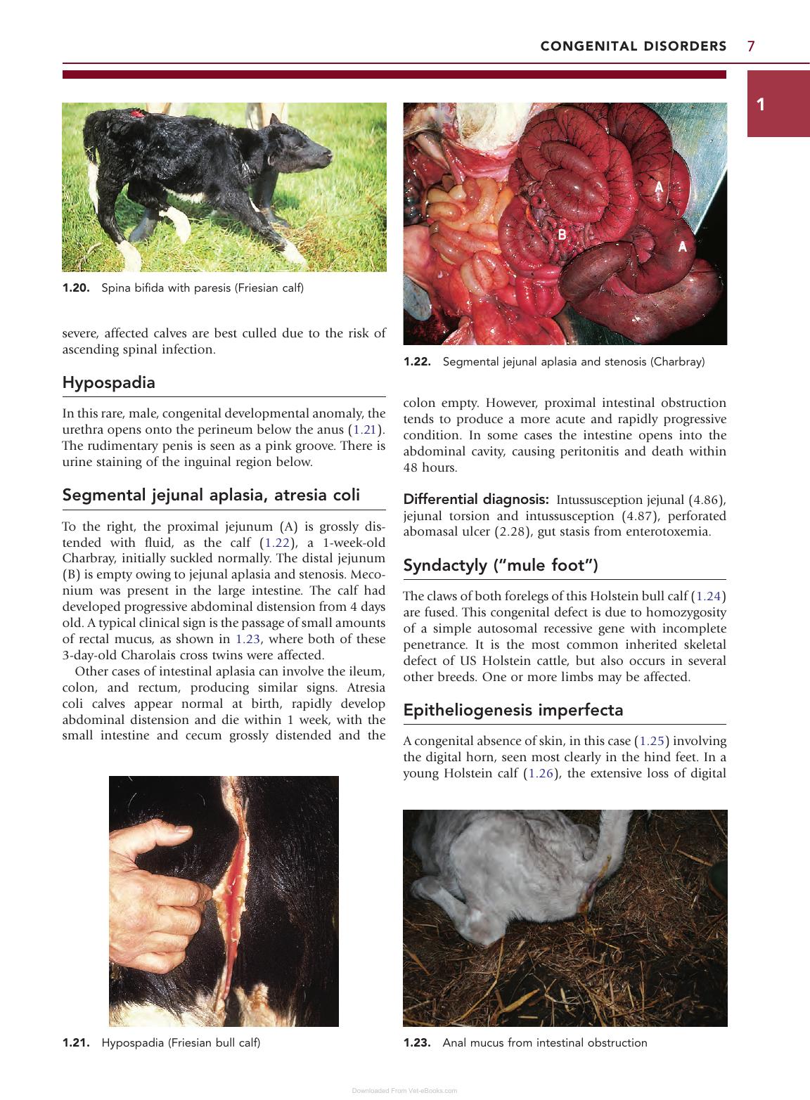 Color Atlas Diseases Disorders Cattle 3Rd Edition