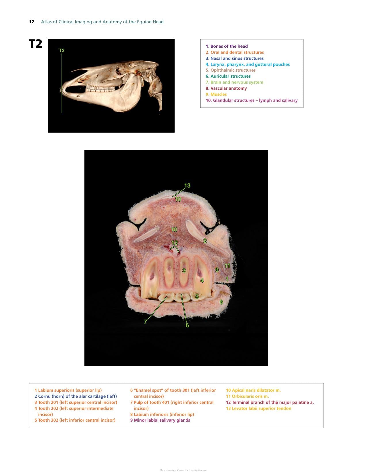 Atlas Of Clinical Imaging And Anatomy Of The Equine Head