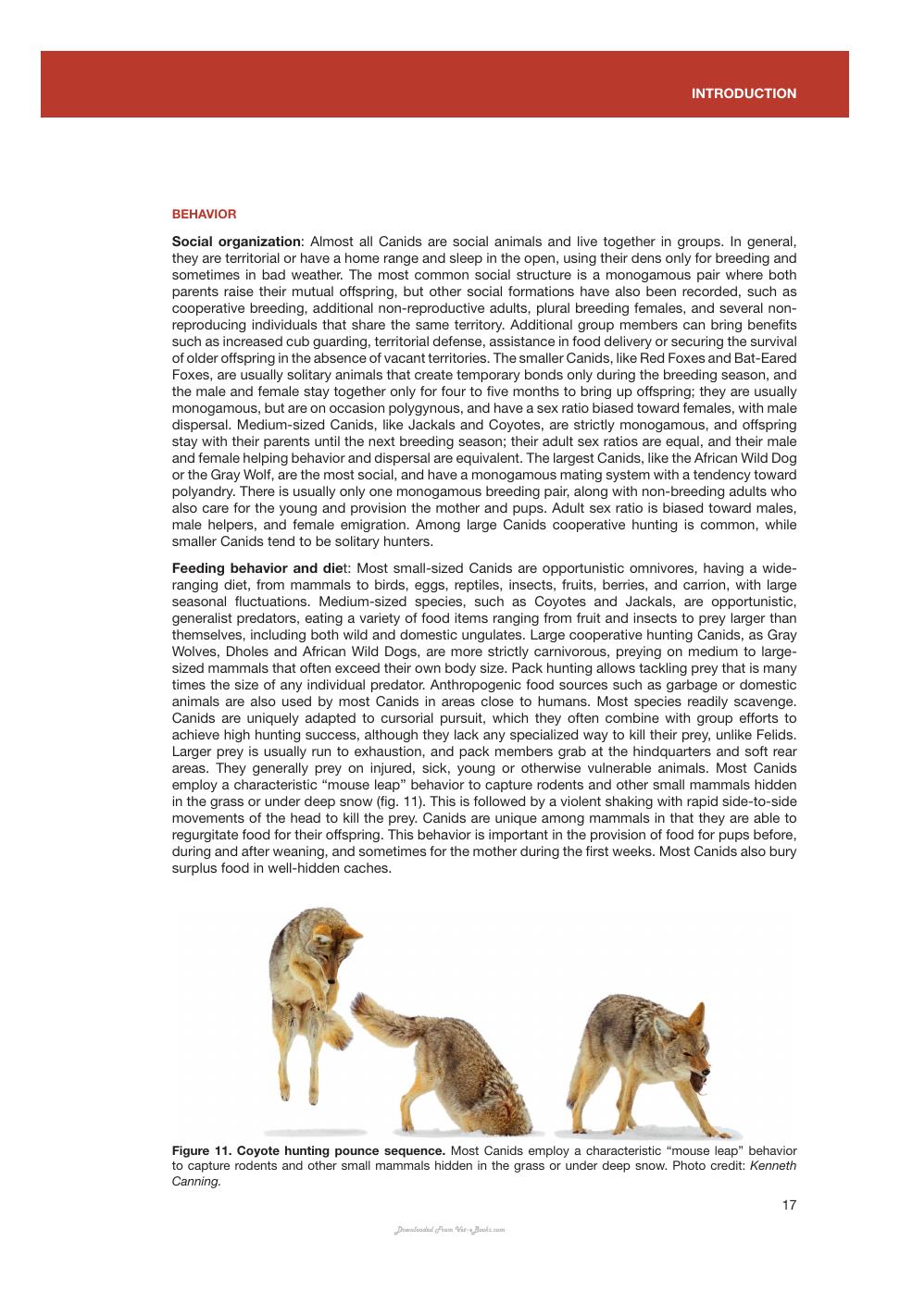 Canids Of The World Wolves Wild Dogs Foxes Jackals Coyotes And Their Relatives