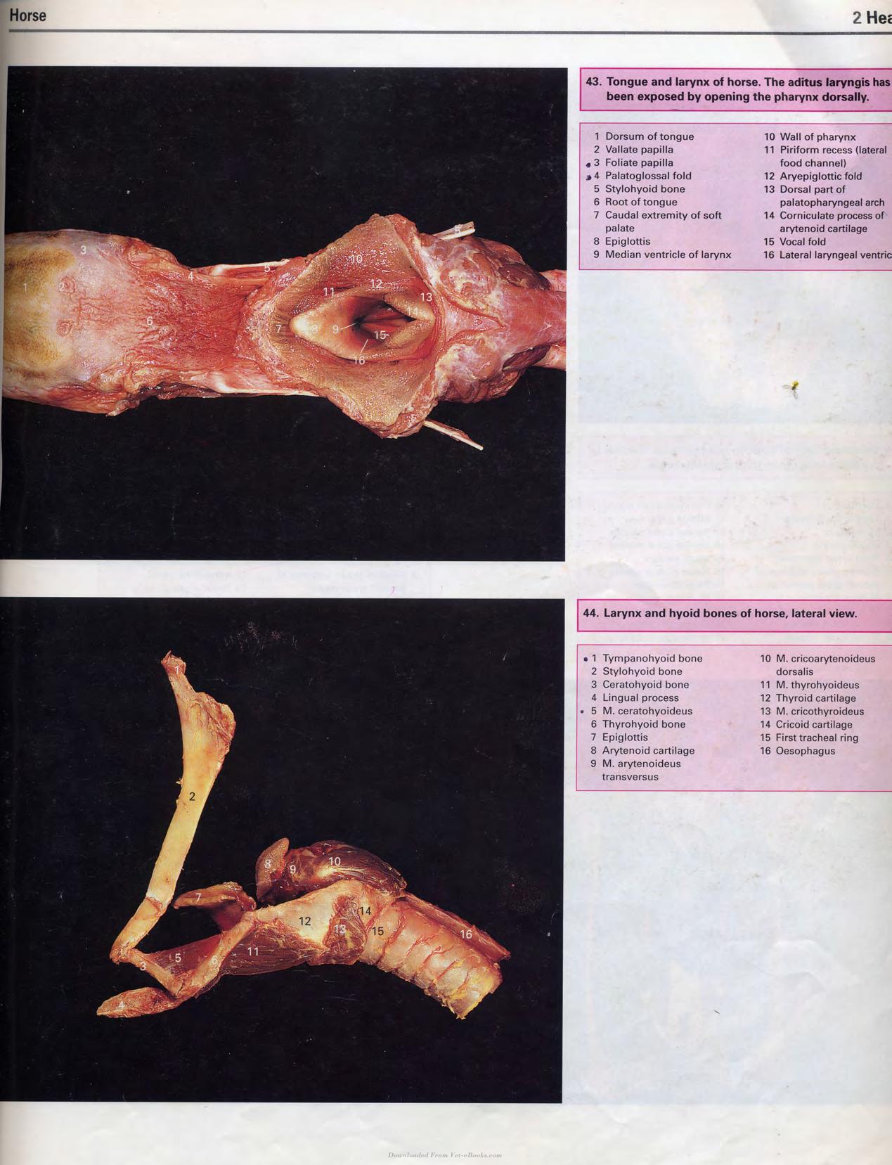 Color Atlas Of Large Animal Applied Anatomy 1St Edition