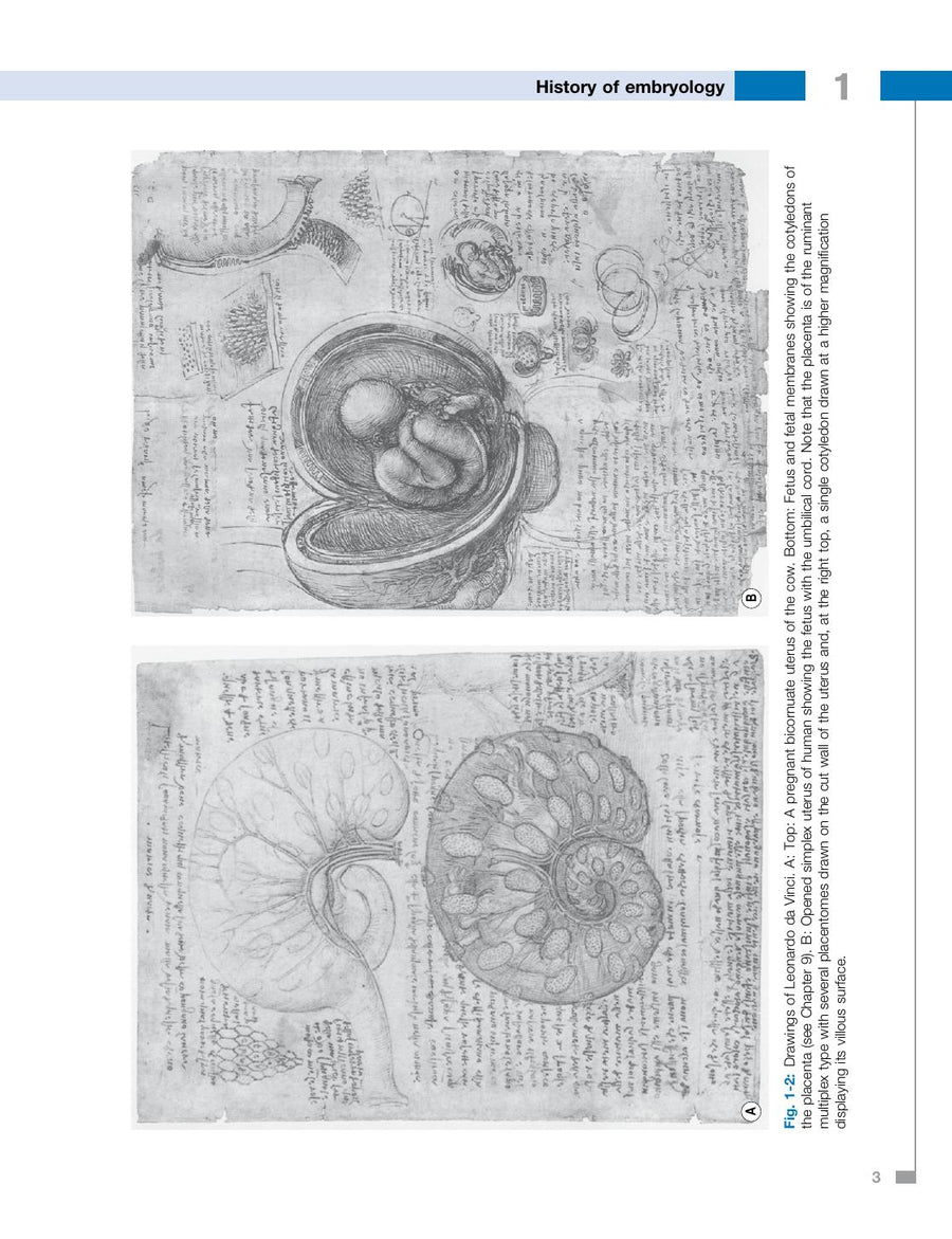 Preview page of Essentials of Domestic Animals Embryology