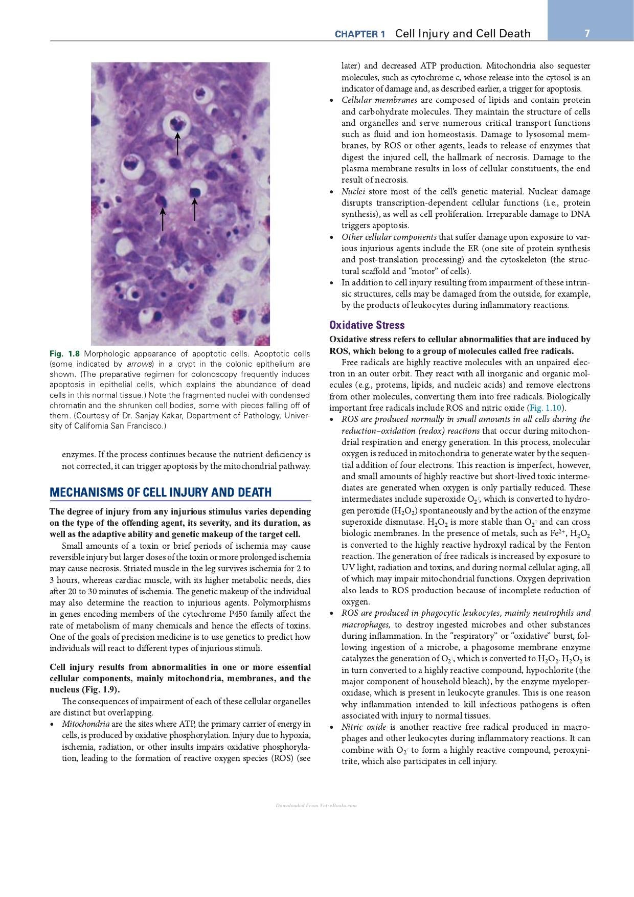 Robbins Essential Pathology