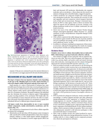 Robbins Essential Pathology